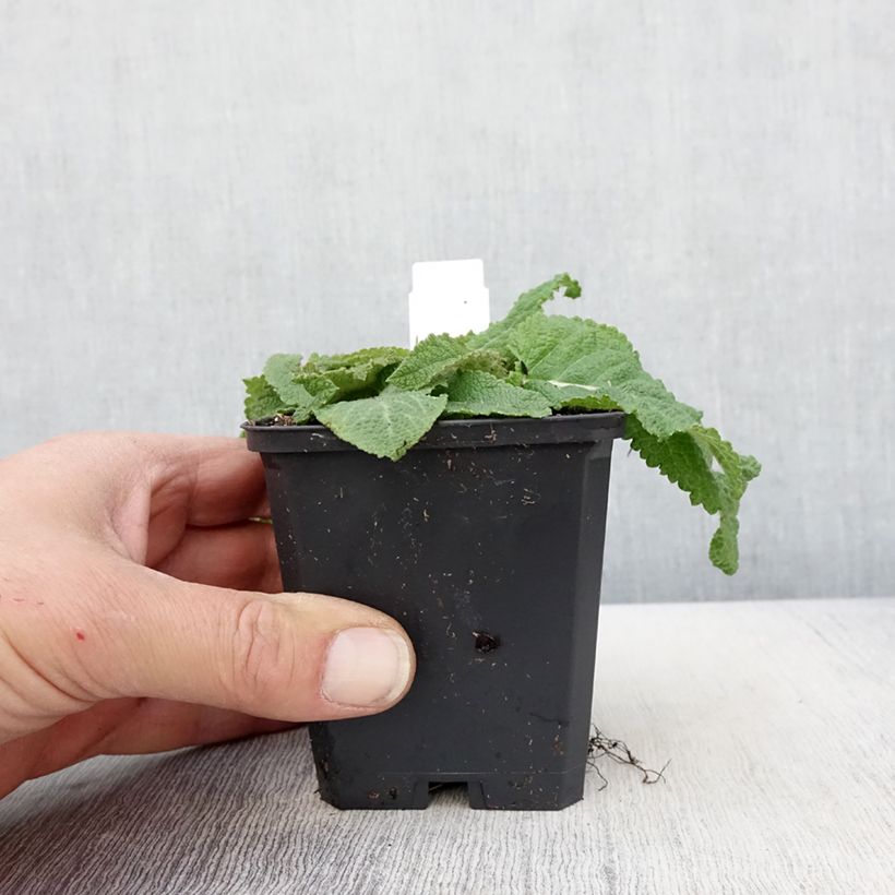 Salvia pratensis Sky Dance - Meadow Sage 8/9 cm pot sample as delivered in spring