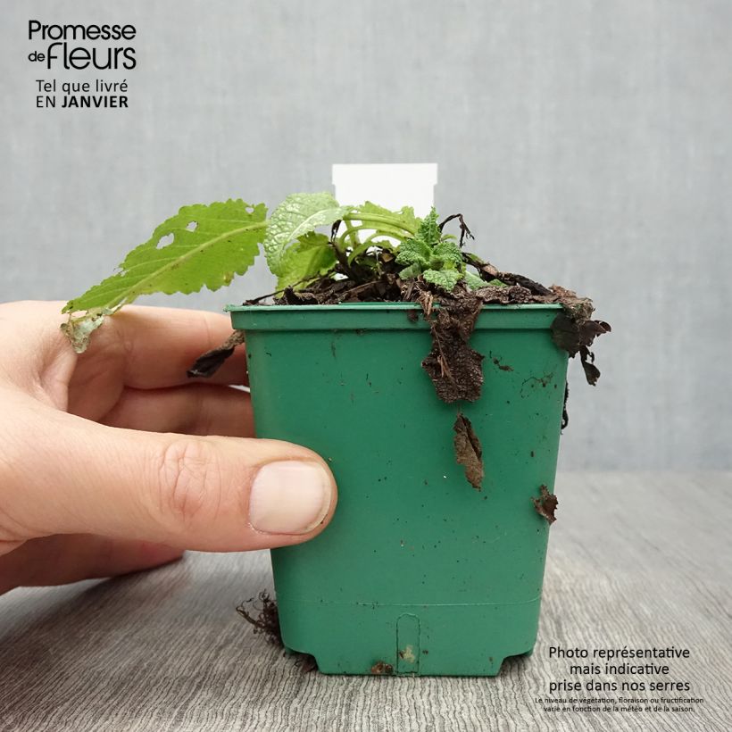 Salvia pratensis Swan Lake - Meadow Sage 8/9 cm pot sample as delivered in winter