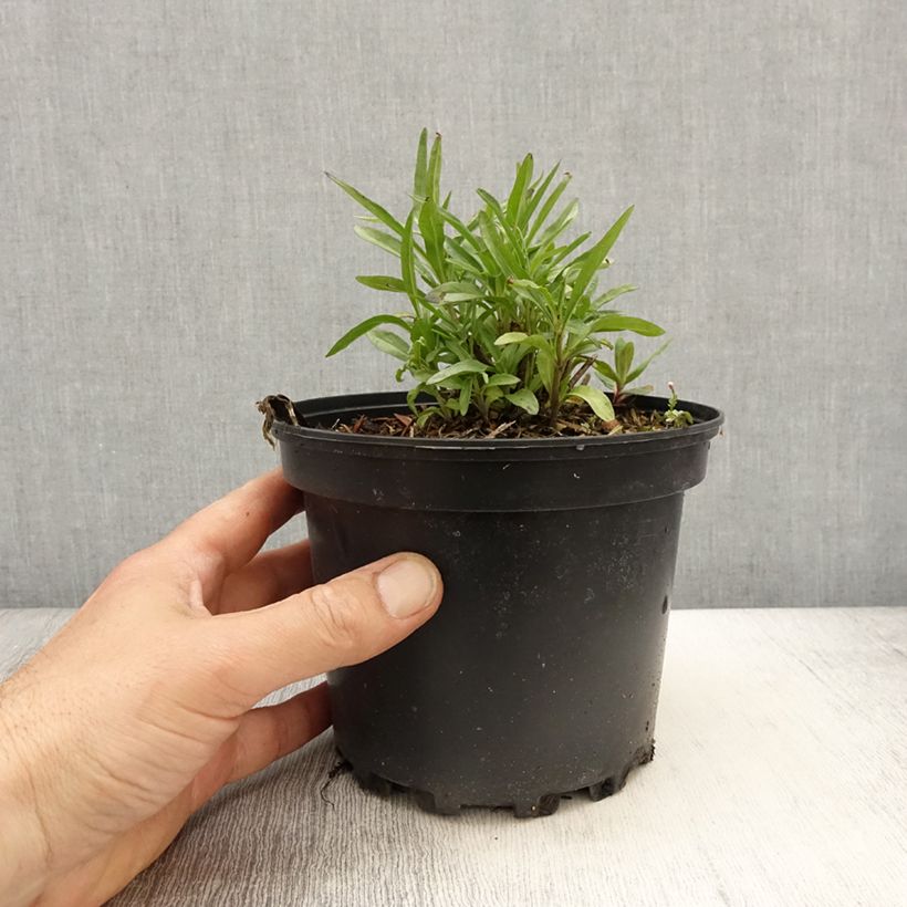 Salvia reptans 'West Texas Form' 2L/3L pot sample as delivered in spring