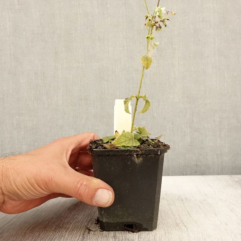 Salvia verticillata Alba 8/9 cm pot sample as delivered in autumn