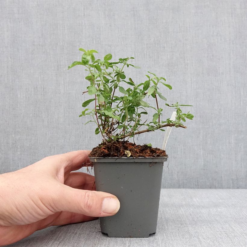 Salvia jamensis Carolus 8/9 cm pot sample as delivered in winter