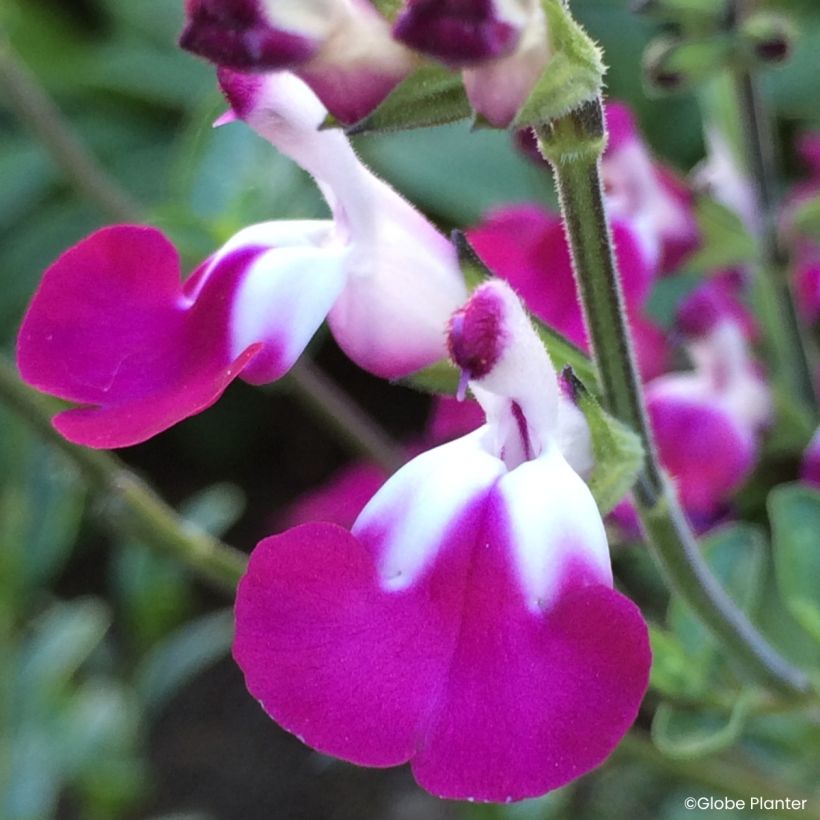 Salvia greggii Cherry Lips (Flowering)