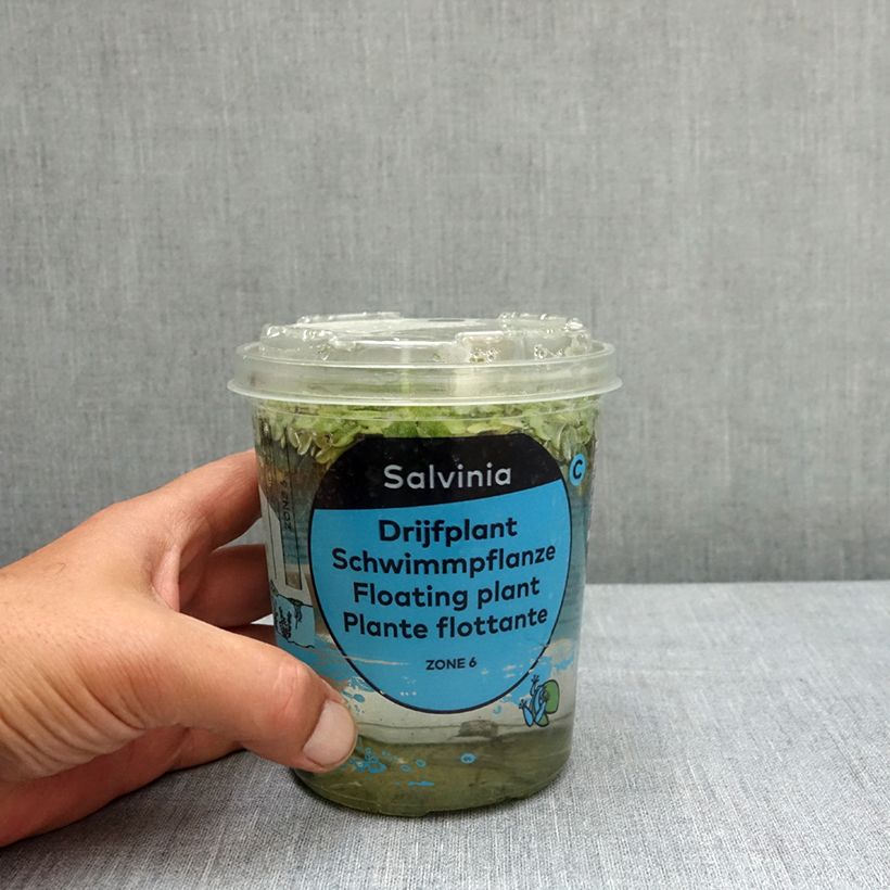 Salvinia natans Tin sample as delivered in spring