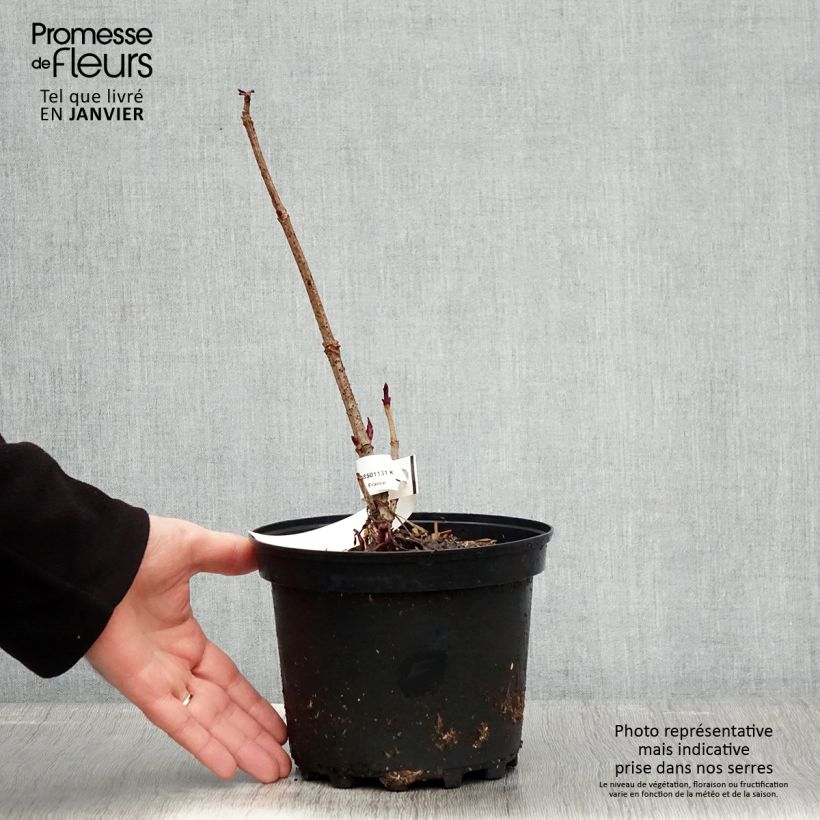 Sambucus Chocolate Marzipan 3L/4L pot sample as delivered in winter