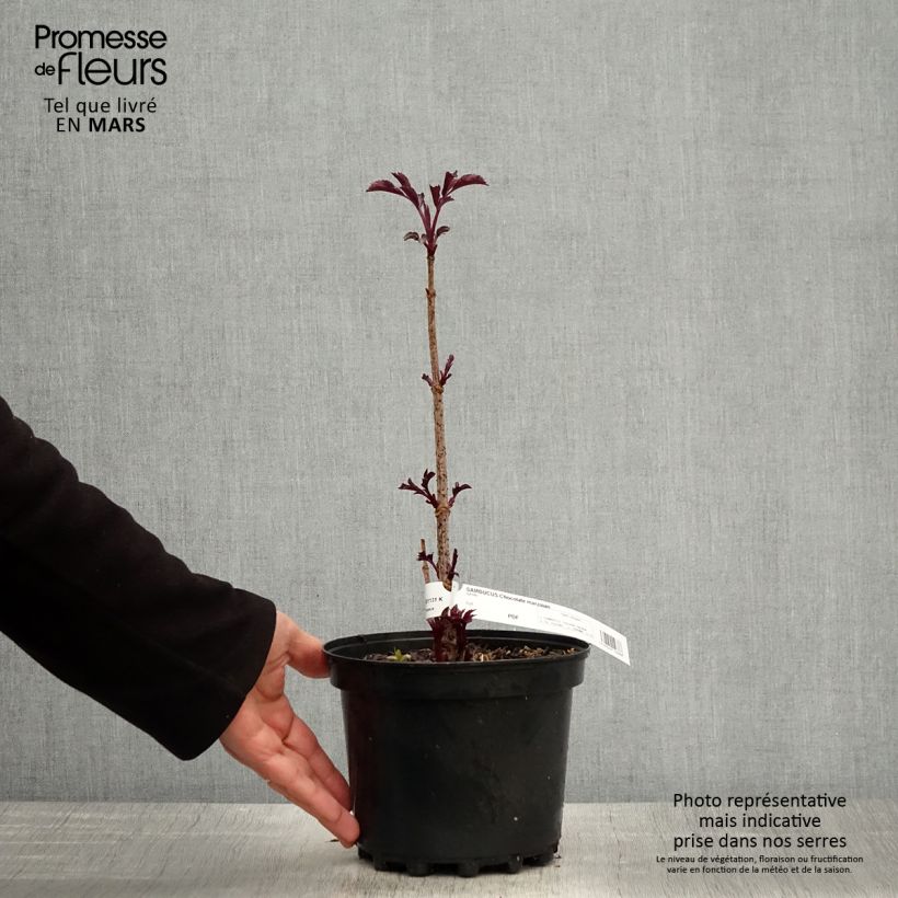 Sambucus Chocolate Marzipan 3L/4L pot sample as delivered in spring