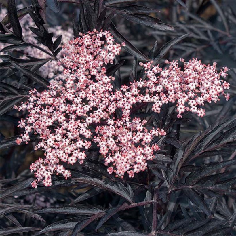 Sambucus nigra Black Lace - Black Elder (Flowering)