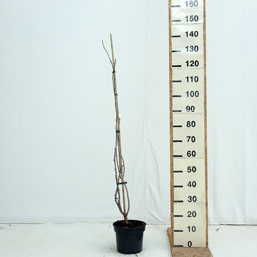 Sambucus nigra Monstrosa - Elder 4L/5L pot sample as delivered in autumn