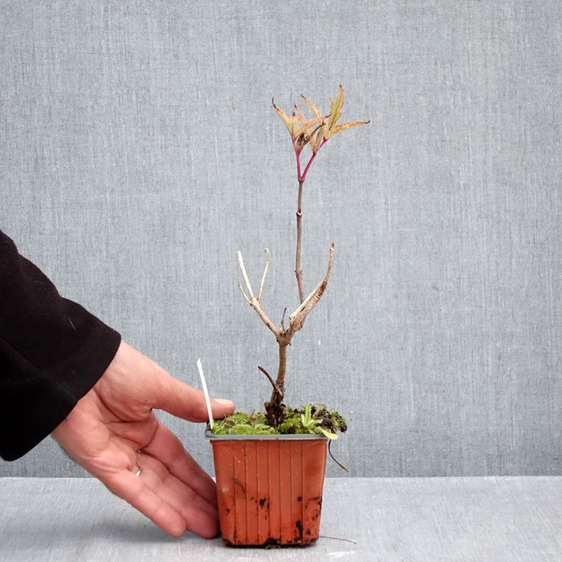 Sambucus nigra Serenade - Black Elder 8/9 cm pot sample as delivered in autumn