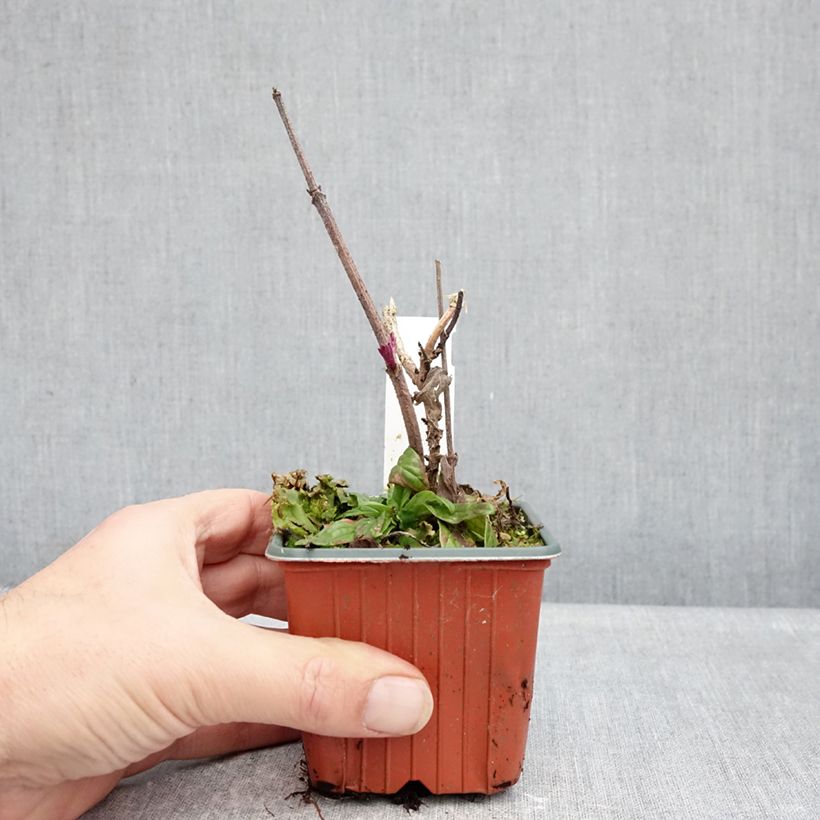 Sambucus nigra Serenade - Black Elder 8/9 cm pot sample as delivered in winter