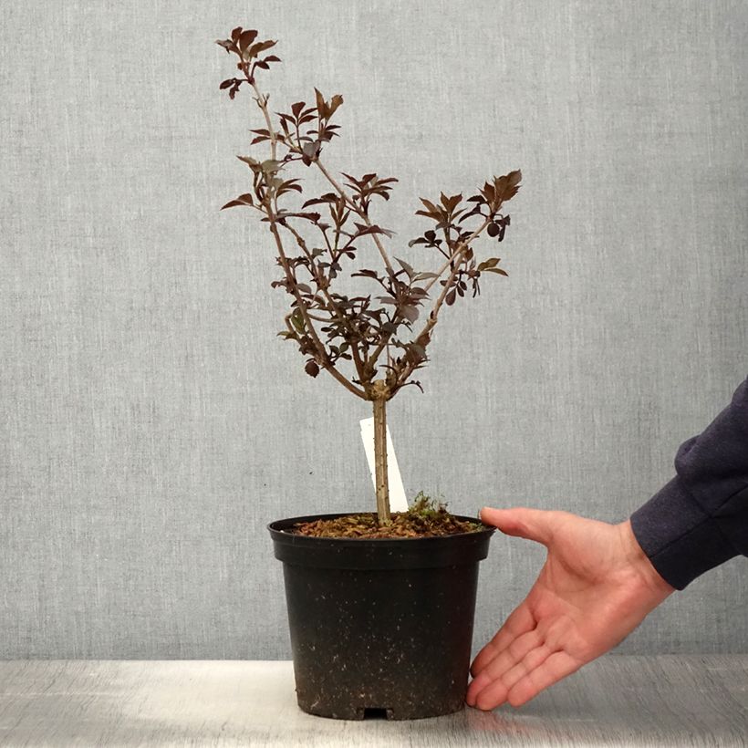 Sambucus nigra Thundercloud - Black Elder 3L/4L pot sample as delivered in spring