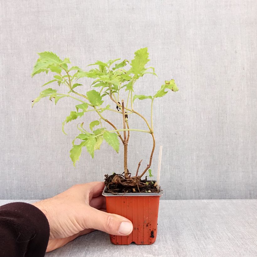 Sambucus racemosa Plumosa Aurea - European Red Elder 8/9 cm pot sample as delivered in autumn