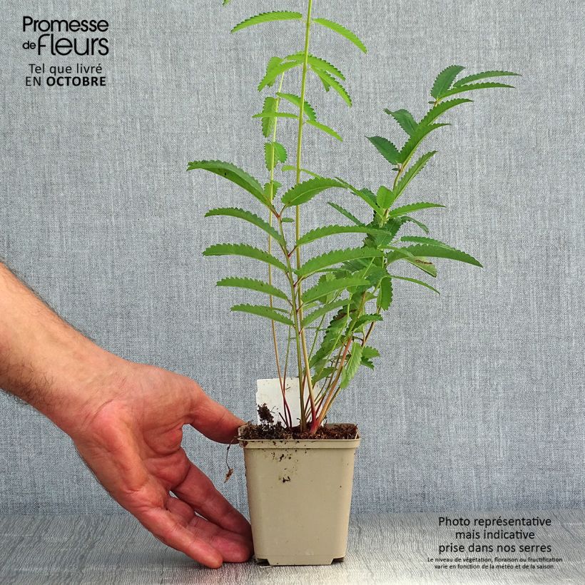Sanguisorba tenuifolia Cangshan Cranberry 8/9 cm pot sample as delivered in autumn