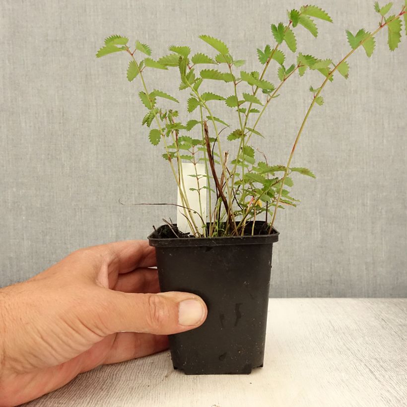 Sanguisorba officinalis Chocolate Tip 8/9 cm pot sample as delivered in summer