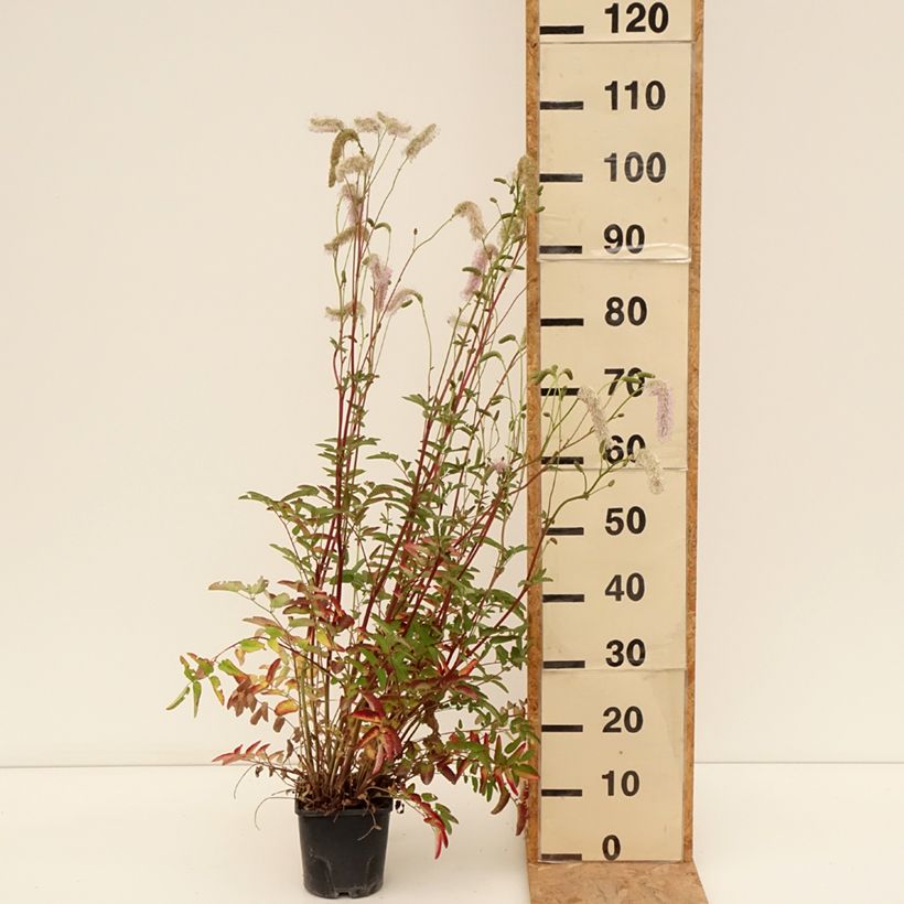 Sanguisorba Pink Brushes 2L/3L pot sample as delivered in summer