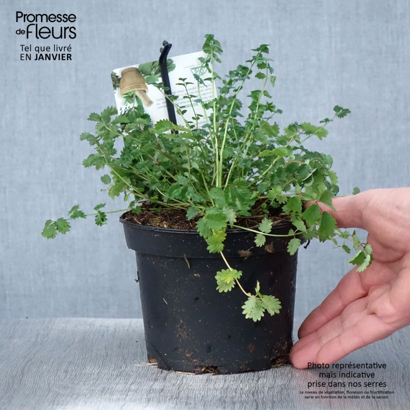 Sanguisorba minor 1.5L/2L pot sample as delivered in winter