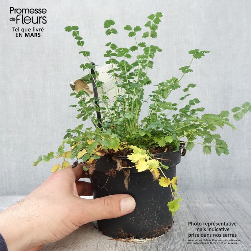 Sanguisorba minor 1.5L/2L pot sample as delivered in spring