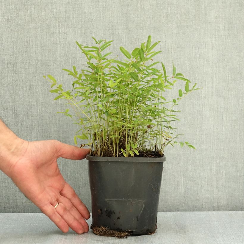 Sanguisorba officinalis Pink Tanna - Grande Pimprenelle Pot de 2L/3L sample as delivered in summer