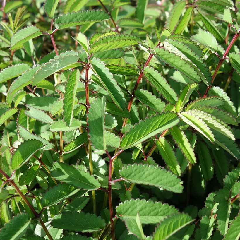 Sanguisorba Plum Drops® (Foliage)