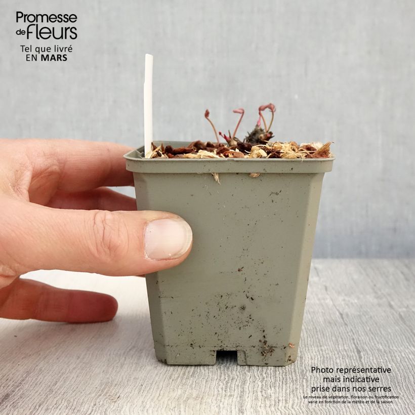 Sanguisorba Proud Mary 8/9 cm pot sample as delivered in spring