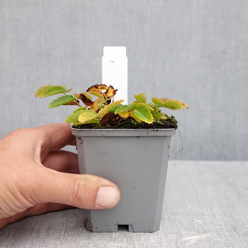 Sanguisorba officinalis Red Thunder 8/9 cm pot sample as delivered in autumn