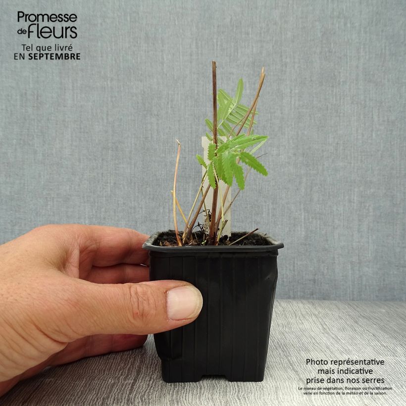 Sanguisorba tenuifolia Pink Elephant 8/9 cm pot sample as delivered in autumn