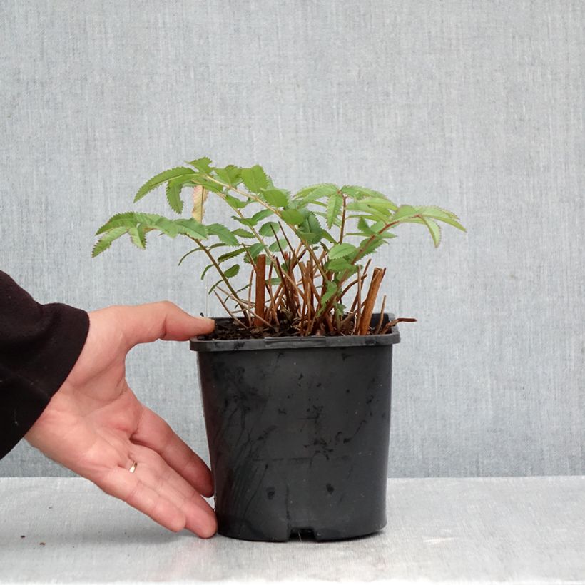 Sanguisorba hakusanensis White Brushes 2L/3L pot sample as delivered in autumn