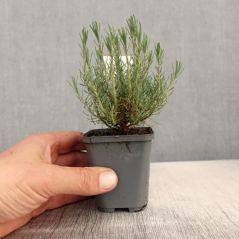 Santolina virens rosmarinifolia 8/9 cm pot sample as delivered in spring