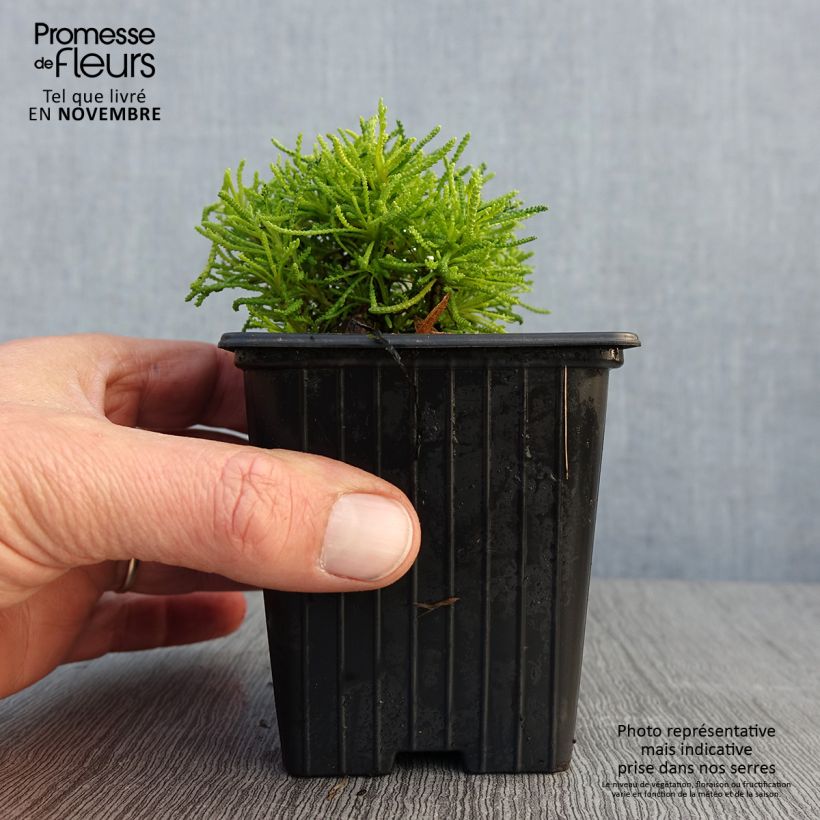 Santolina rosmarinifolia Lemon Fizz 8/9 cm pot sample as delivered in autumn