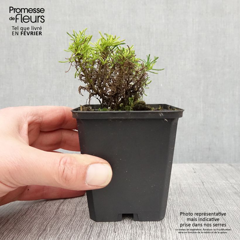 Santolina rosmarinifolia Lemon Fizz 8/9 cm pot sample as delivered in winter