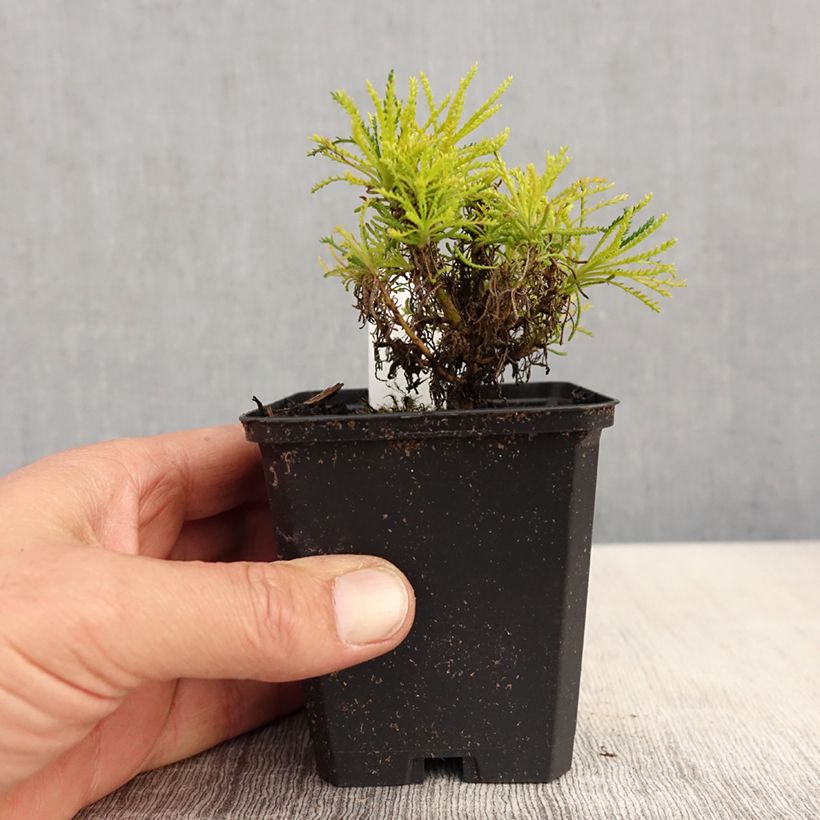 Santolina rosmarinifolia Lemon Fizz 8/9 cm pot sample as delivered in spring