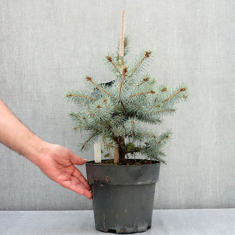 Picea pungens Blue Diamond - Blue Spruce 4L/5L pot sample as delivered in summer