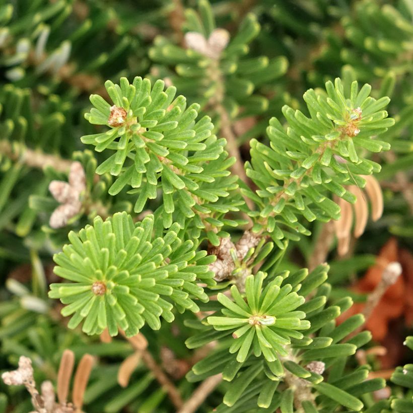 Abies koreana Green Carpet - Korean Fir (Foliage)
