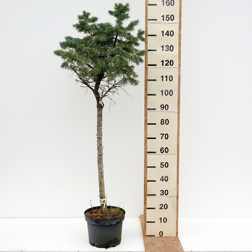 Pseudotsuga menziesii Fletcheri - Douglas Fir 7.5L/10L pot, Standard sample as delivered in autumn