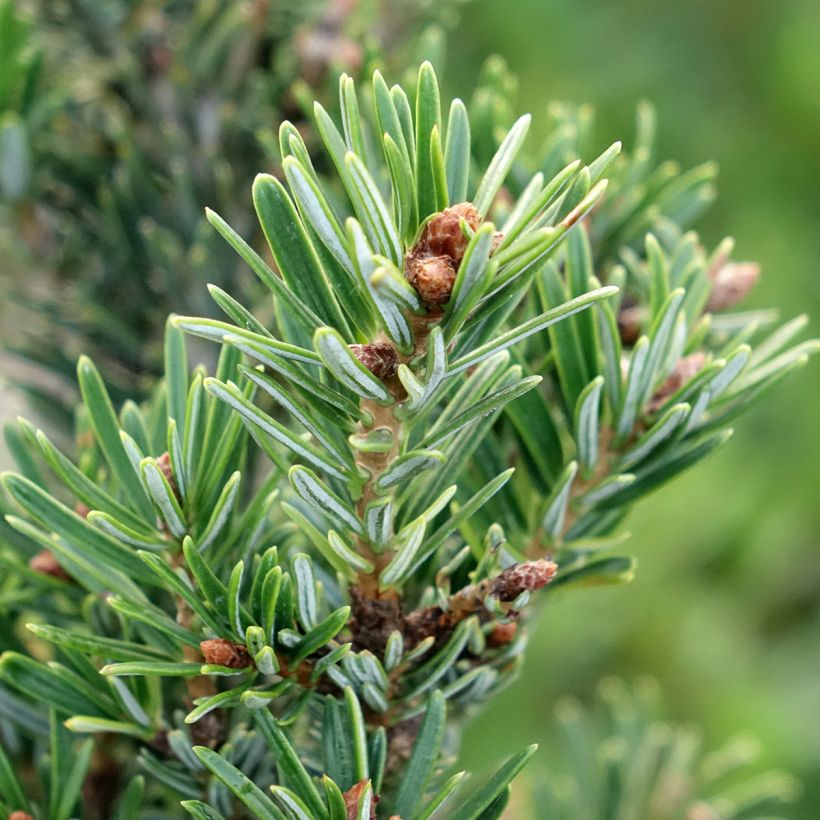 Abies nordmanniana Kulista - Fir (Foliage)