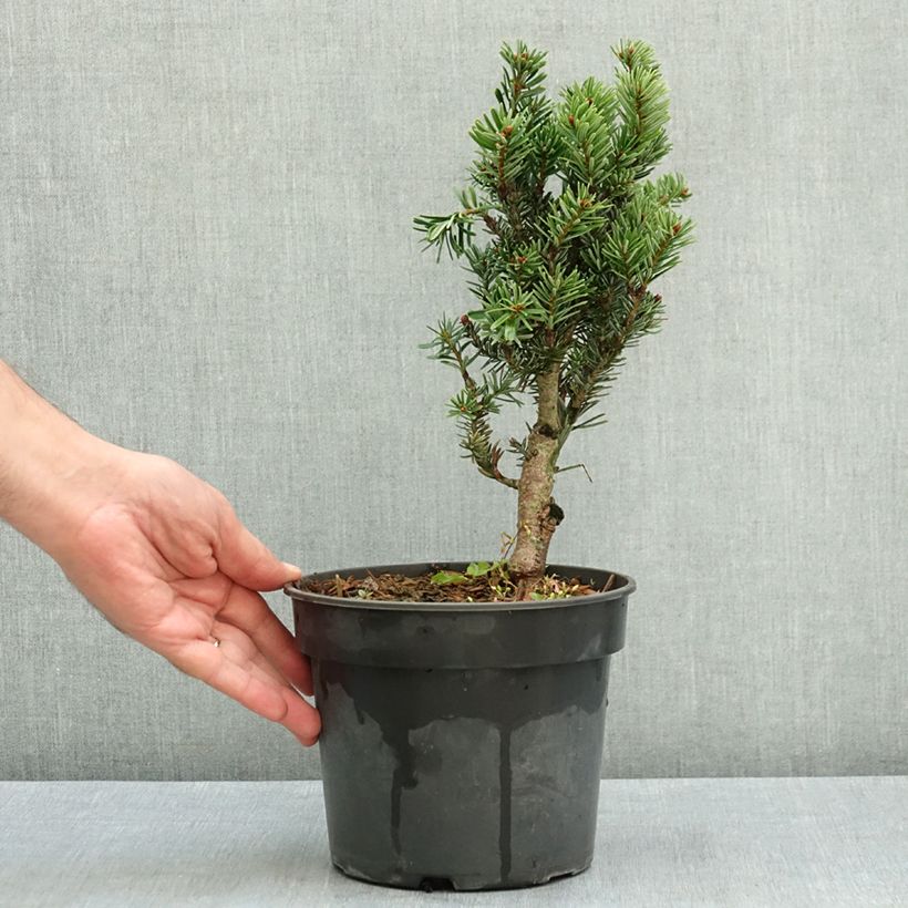 Sapin de Nordmann - Abies nordmanniana Kulista Pot de 3L/4L sample as delivered in summer