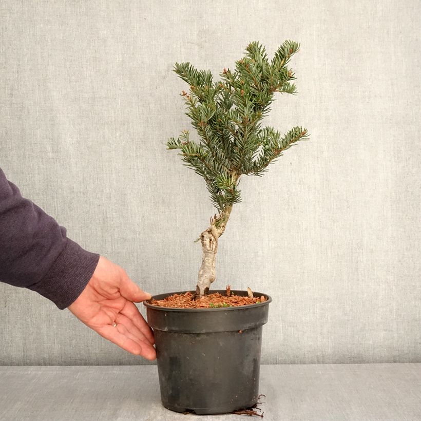 Abies nordmanniana Kulista - Fir 3L/4L pot sample as delivered in spring