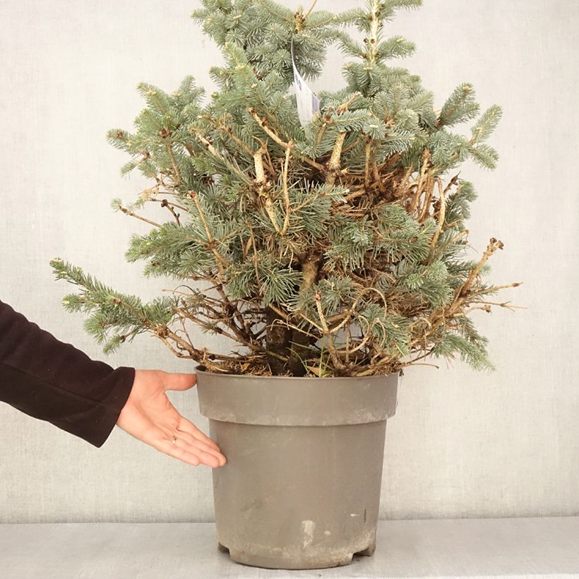 Abies lasiocarpa var. arizonica Compacta - Fir 6L/7L pot sample as delivered in spring