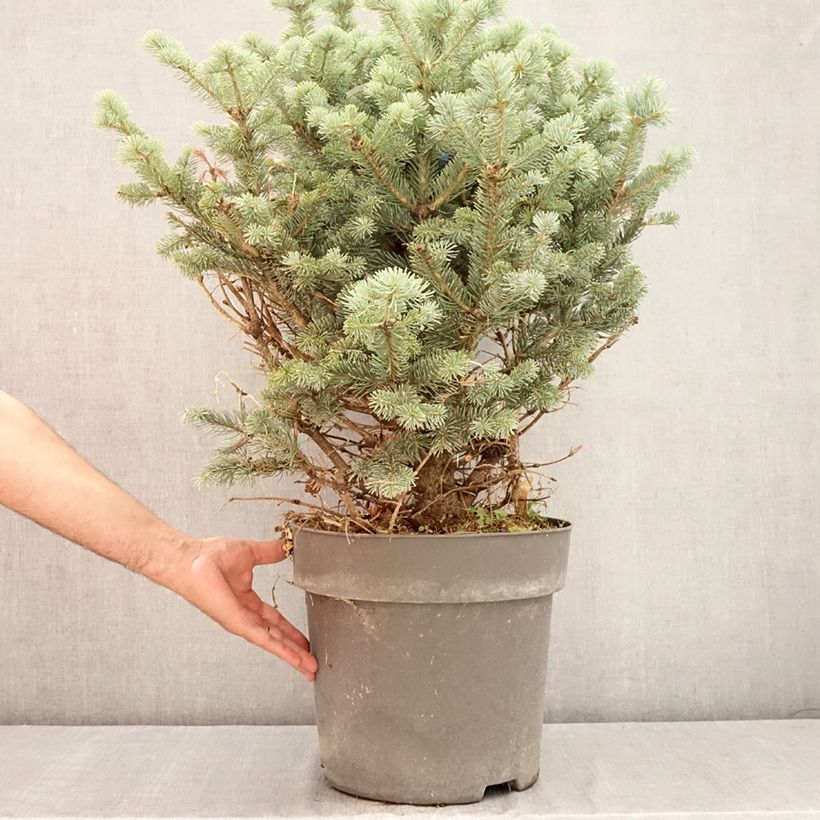 Abies lasiocarpa var. arizonica Compacta - Fir 6L/7L pot sample as delivered in summer