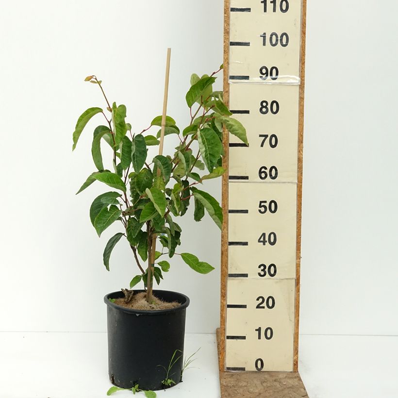 Sapium japonicum 7.5L/10L pot sample as delivered in summer