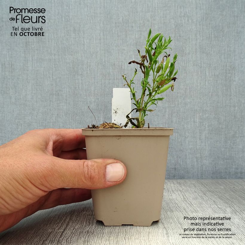 Saponaria lempergii MaFrei 8/9 cm pot sample as delivered in autumn
