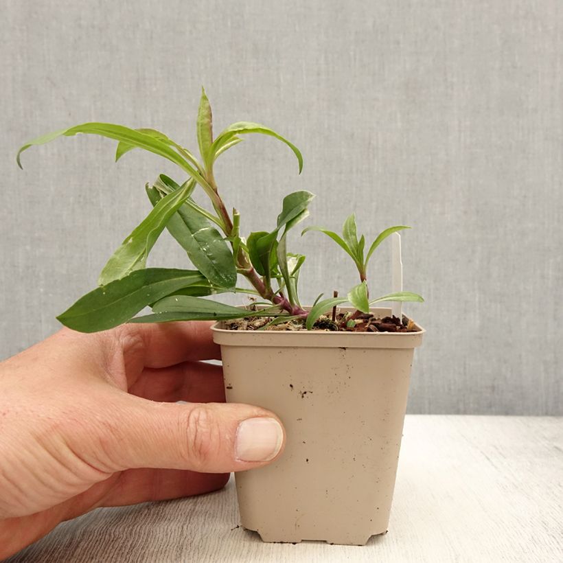 Saponaria lempergii MaFrei 8/9 cm pot sample as delivered in spring