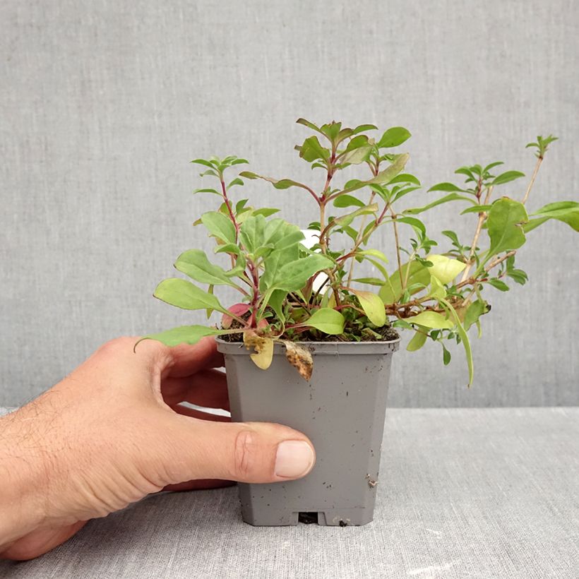 Saponaria ocymoides 8/9 cm pot sample as delivered in autumn