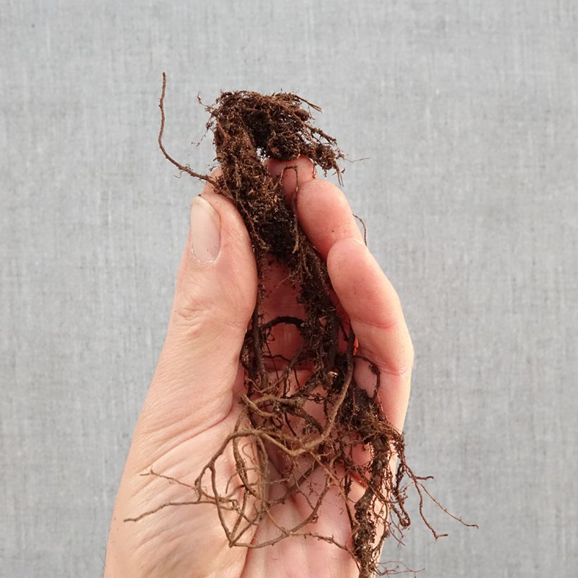 Saponaria ocymoides Bare root sample as delivered in winter