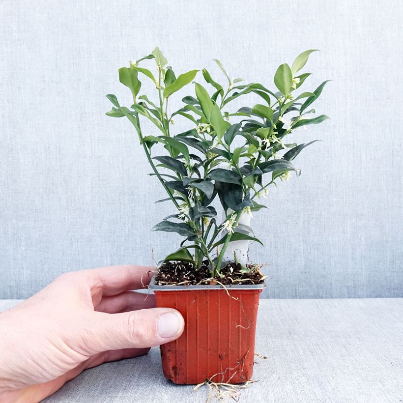 Sarcococca confusa 8/9 cm pot sample as delivered in winter