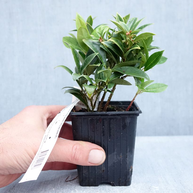 Sarcococca hookeriana var. humilis Fragrant Mountain - Himalayan sweet box 8/9 cm pot sample as delivered in autumn