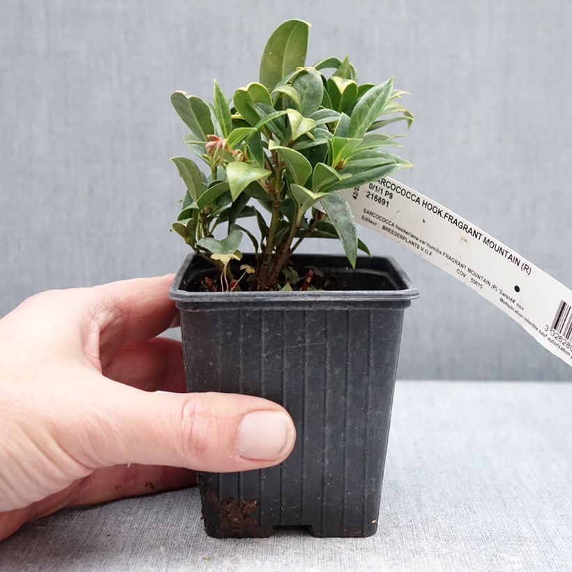 Sarcococca hookeriana var. humilis Fragrant Mountain - Himalayan sweet box 8/9 cm pot sample as delivered in winter