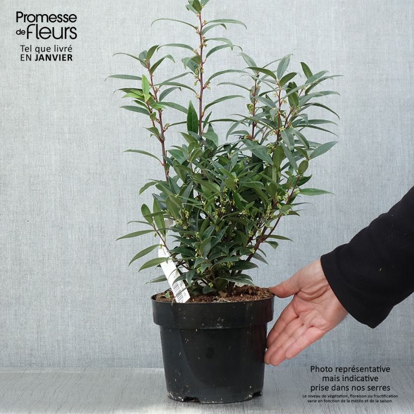 Sarcococca hookeriana Purple Gem 3L/4L pot sample as delivered in winter