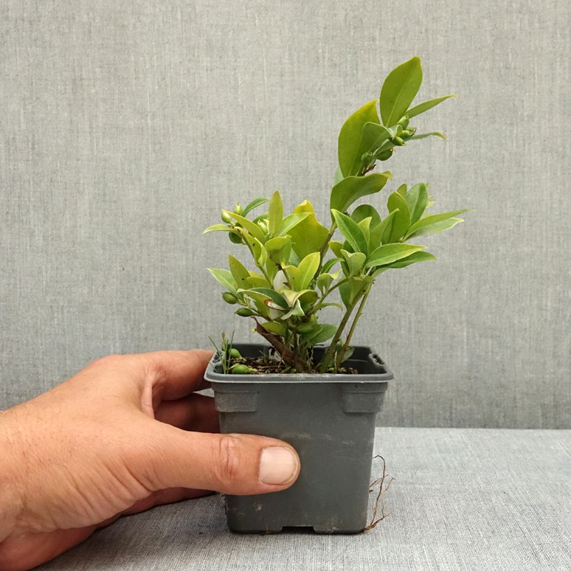 Sarcococca ruscifolia 8/9 cm pot sample as delivered in spring
