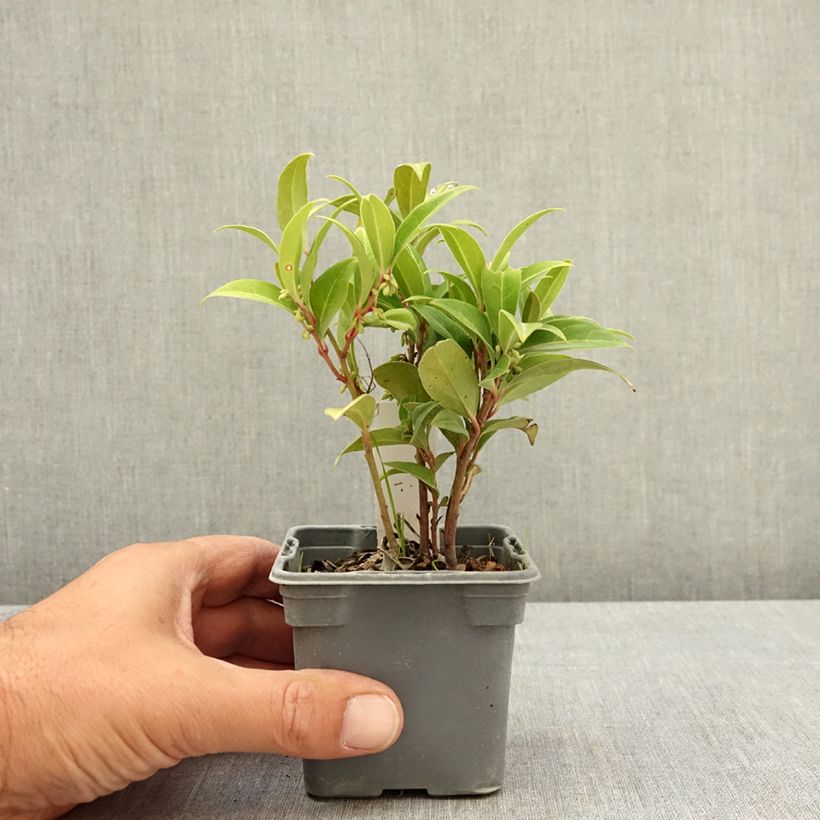 Sarcococca hookeriana Winter Gem 8/9 cm pot sample as delivered in summer