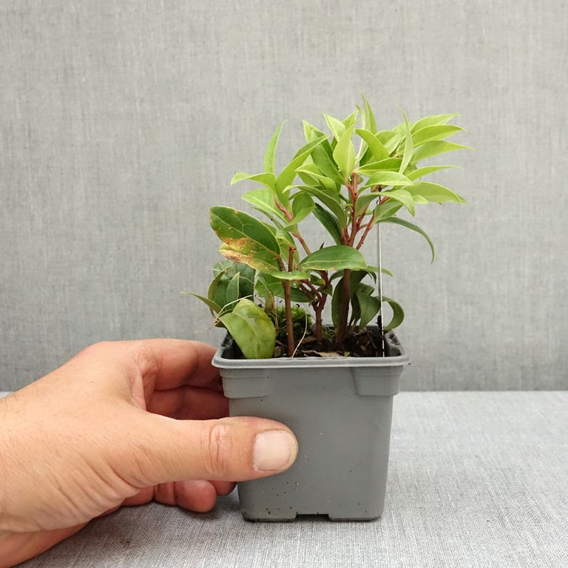 Sarcococca hookeriana Winter Gem 8/9 cm pot sample as delivered in spring